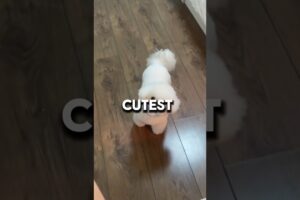 🐶 Top 4 Cutest Puppies That Will Melt Your Heart! 🥰 #dog #cat #animals #shorts #top4 #puppy #shorts
