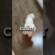 🐶 Top 4 Cutest Puppies That Will Melt Your Heart! 🥰 #dog #cat #animals #shorts #top4 #puppy #shorts