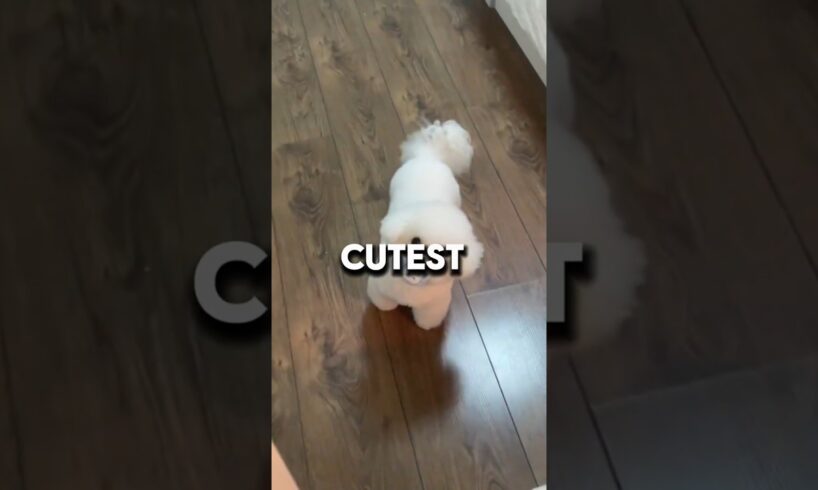 🐶 Top 4 Cutest Puppies That Will Melt Your Heart! 🥰 #dog #cat #animals #shorts #top4 #puppy #shorts