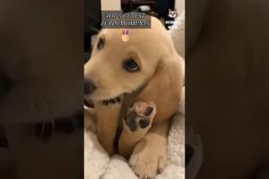 👉 Top 5 Cutest Puppy Moments 🐶✨ So Adorable You’ll Melt! 😍