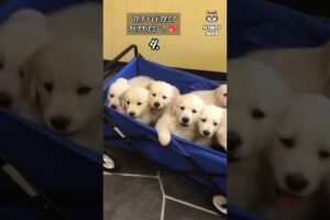 Top 5 cutest puppies 🐶💖 adorable baby dogs compilation