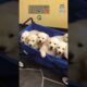 Top 5 cutest puppies 🐶💖 adorable baby dogs compilation