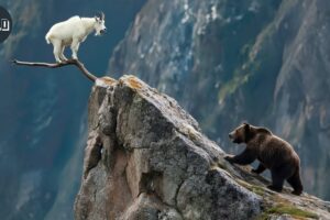 Top 50 Wild Bear Showdowns Ever Caught on Camera | Animal Fights Documentary