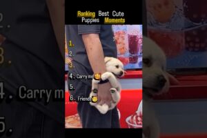 Top 6 cute puppies moments  #shorts #puppies