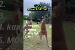 Top 7 animal fights #shorts #funny