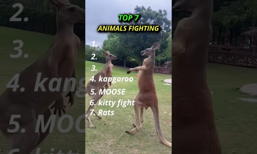 Top 7 animal fights #shorts #funny