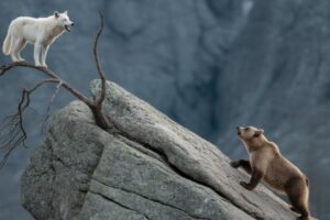 Top Wild Bear attacks Showdowns Ever Caught on Camera | Animal Fights Documentary