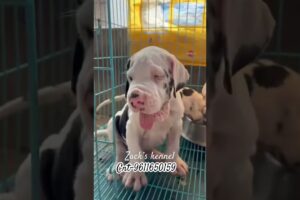Top quality Dane puppies available ❤️‍🔥 cnt-9611650159 #puppy #greatdane #cute #puppies ies