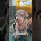 Top quality Dane puppies available ❤️‍🔥 cnt-9611650159 #puppy #greatdane #cute #puppies ies