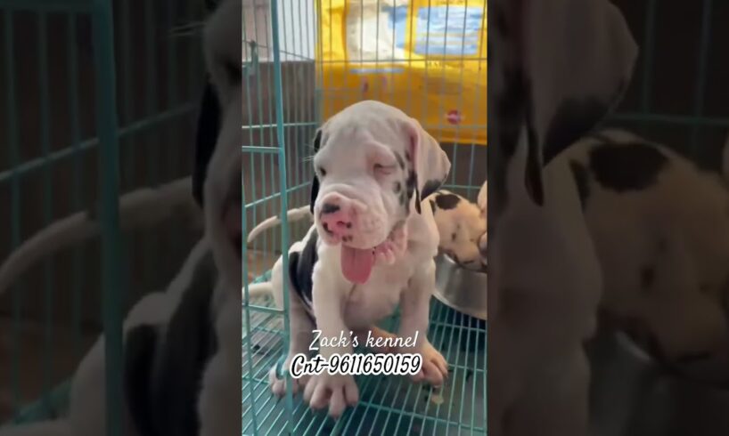 Top quality Dane puppies available ❤️🔥 cnt-9611650159 #puppy #greatdane #cute #puppies ies