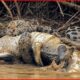 Tragic! DEADLIEST Animal Attacks Ever Caught On Camera | Animal Fights