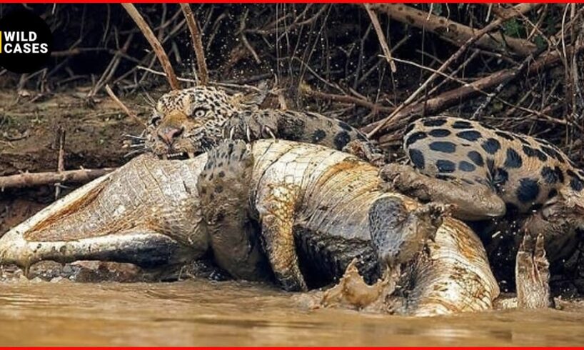 Tragic! DEADLIEST Animal Attacks Ever Caught On Camera | Animal Fights