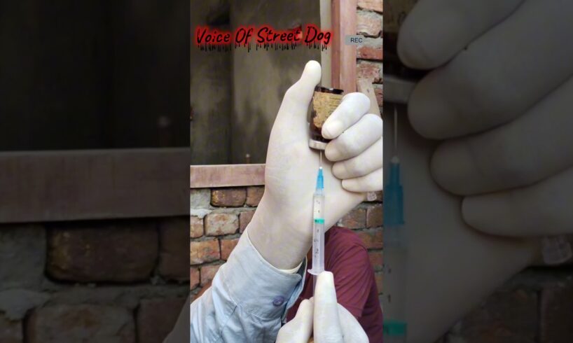 Treatment of street dog day-2,Please support us and our videos are coming soon..#pet#streetdog#song