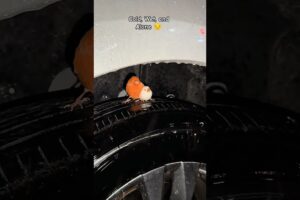 Two Birds, One Sad Story 🐦 #birds #bird #pets #animals