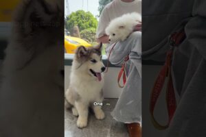 Two cute puppies#animals #cute #pets #dog