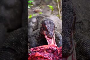 Ultimate Wild Animal Fights Caught on Camera #shorts #animals