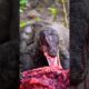 Ultimate Wild Animal Fights Caught on Camera #shorts #animals