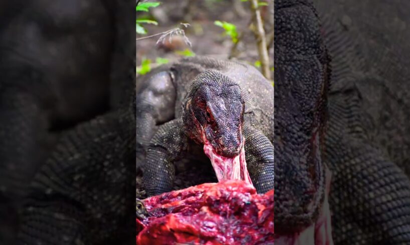 Ultimate Wild Animal Fights Caught on Camera #shorts #animals