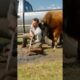 Unbelievable Animal Rescue – Mother Bison Begs for Help