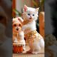Viral Cats and Dogs Dance 🐕🐈 #cat #dog #puppy #dogdance #puppydance #catdance