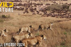 WILD SERENGETI | Battle for Survival in Predator Territory | Animal documentary