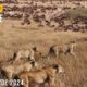WILD SERENGETI | Battle for Survival in Predator Territory | Animal documentary