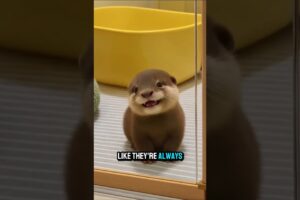 WILDLY CUTE Otters You’ll Instantly Fall In Love With