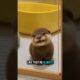 WILDLY CUTE Otters You’ll Instantly Fall In Love With