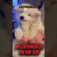 Wait Until the LAST DOG 😱 | Cutest Puppies on Earth Compilation 🐶✨ #shorts