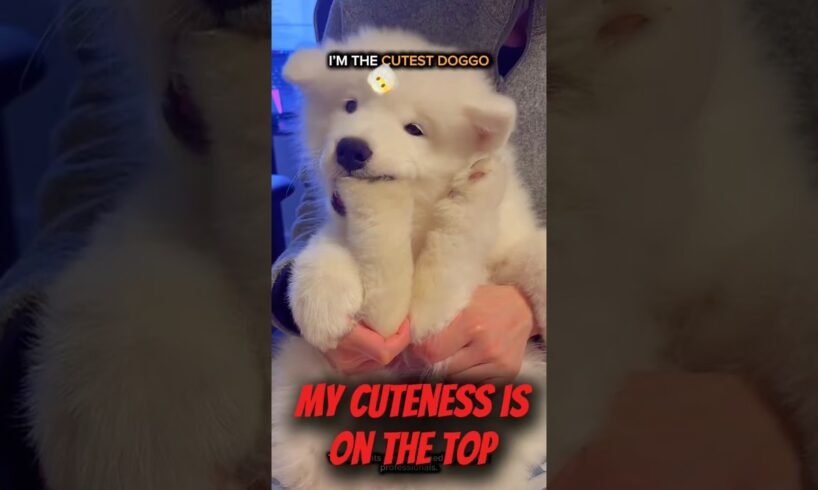 Wait Until the LAST DOG 😱 | Cutest Puppies on Earth Compilation 🐶✨ #shorts