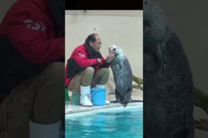 Watch sea otter is graceful playing #animals #shorts #seaotter #viralvideo #cute