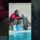 Watch sea otter is graceful playing #animals #shorts #seaotter #viralvideo #cute