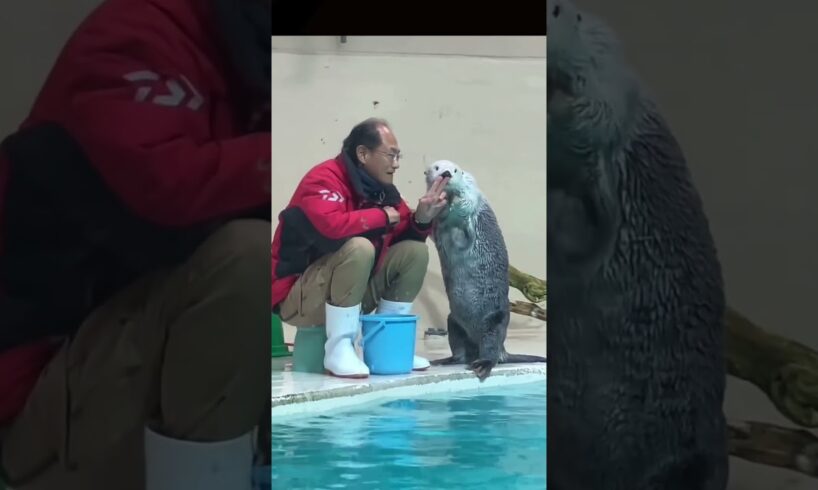 Watch sea otter is graceful playing #animals #shorts #seaotter #viralvideo #cute