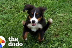 We Dare You Not To Adopt This Puppy 😍 | The Dodo