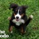 We Dare You Not To Adopt This Puppy 😍 | The Dodo