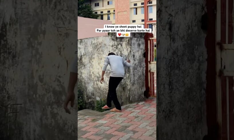 What’s your opinion about this || puppy and puppies || cutest puppies near to mee || Labrador pup