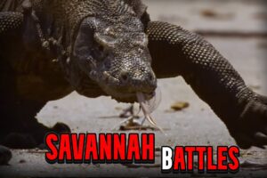 When Nature Turns Savage 😱 The Most Brutal Animal Fights Ever!