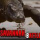 When Nature Turns Savage 😱 The Most Brutal Animal Fights Ever!