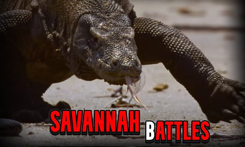 When Nature Turns Savage 😱 The Most Brutal Animal Fights Ever!