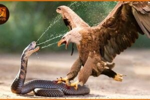 When Predators Outsmart Venom | Animal Fights