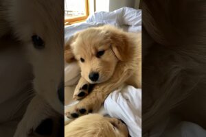 When Puppies Get Too Sleepy… Adorable and Cute  #dogs #puppies #petlover #ViralDogVideo #funnydogs