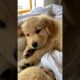 When Puppies Get Too Sleepy… Adorable and Cute  #dogs #puppies #petlover #ViralDogVideo #funnydogs