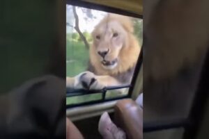 “When the Jungle Fights Back: Trapped in a Lion Attack!” #wildlife #animals #lion #nature #cute #fun