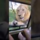 “When the Jungle Fights Back: Trapped in a Lion Attack!” #wildlife #animals #lion #nature #cute #fun