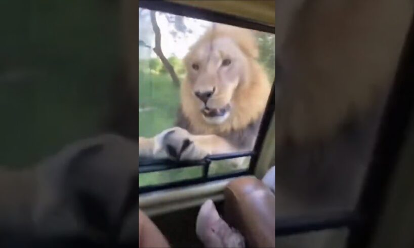 “When the Jungle Fights Back: Trapped in a Lion Attack!” #wildlife #animals #lion #nature #cute #fun