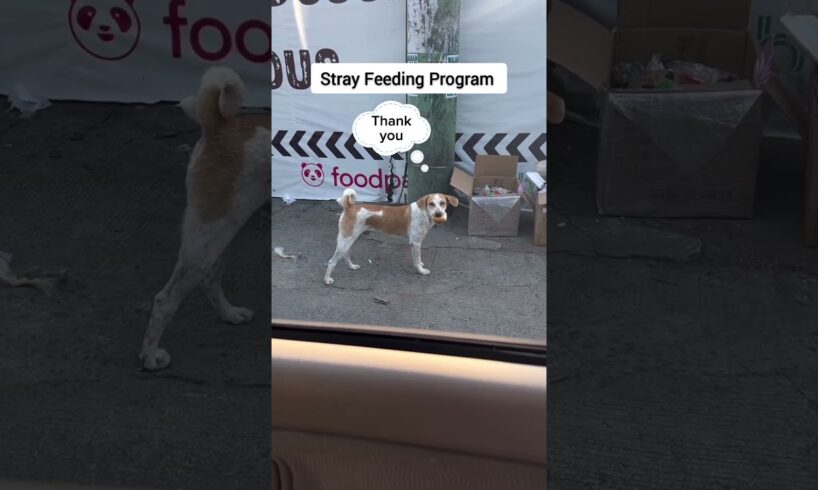 Wholesome Dog Rescues Videos  #dog #dogrescue