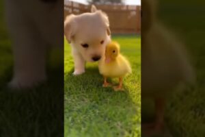 Wholesome Footage of Puppy and Duckling Playing Together in the Backyard #puppy #duck