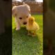 Wholesome Footage of Puppy and Duckling Playing Together in the Backyard #puppy #duck