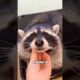 Why Raccoons Make Surprisingly Great Pets #animals #cat #pets