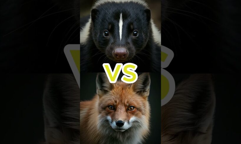 Wildest Animal Fight: Pangolin vs Mandrill, Red Fox, Skunk & More 🐾🔥